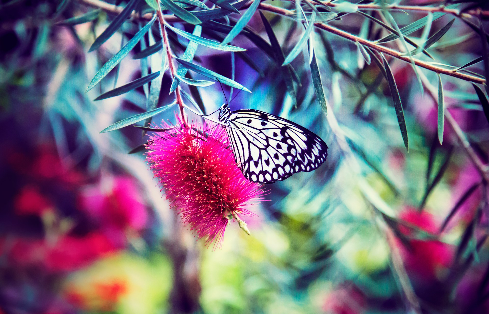 Screenshot of the Butterfly Botanicals website โ Weddings & Events